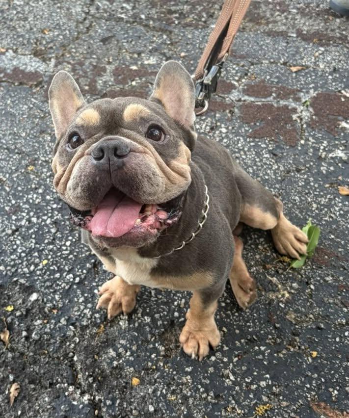 Enlarge Orlando, a Adopted French Bulldog in Pompano Beach, FL image 2/3