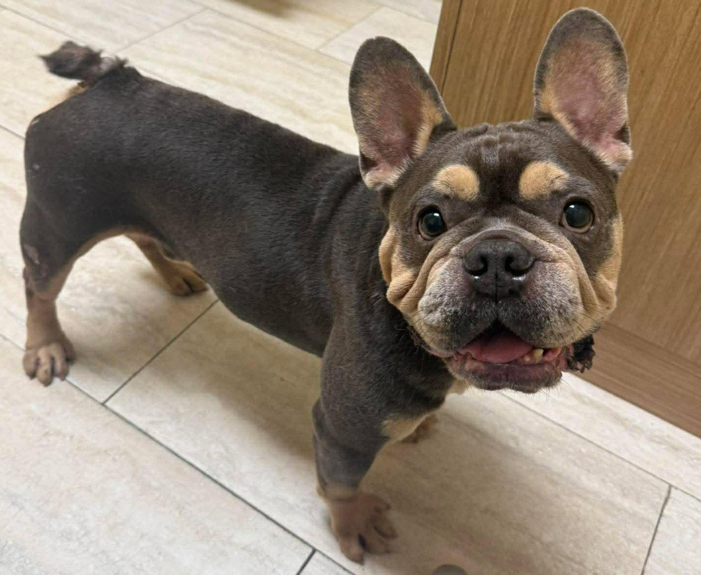Enlarge Orlando, a Adopted French Bulldog in Pompano Beach, FL image 3/3