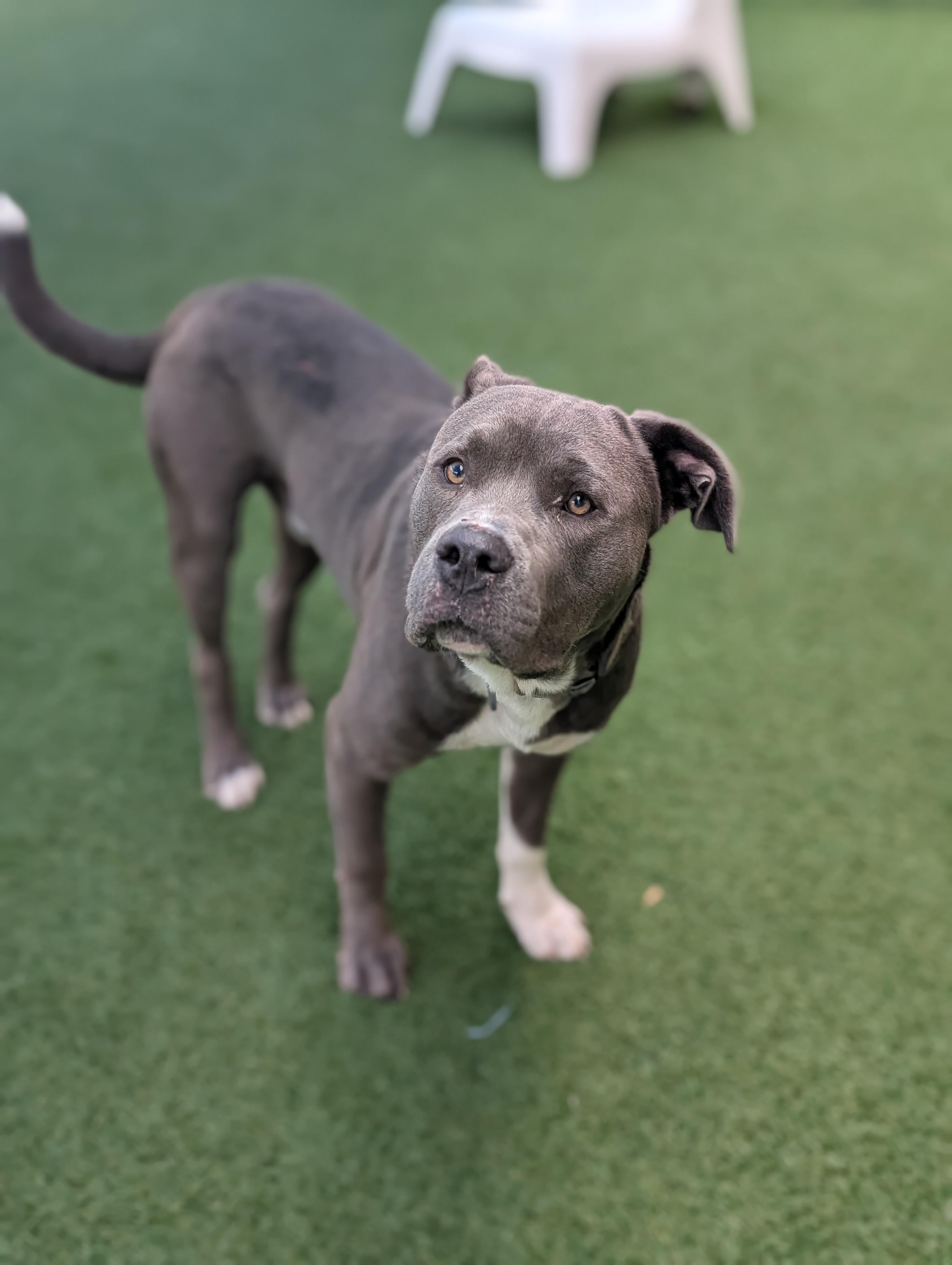 Blue **Courtesy Post. Out of town pet. See below for details**, Adoptable, Adult Male Pit Bull Terrier.