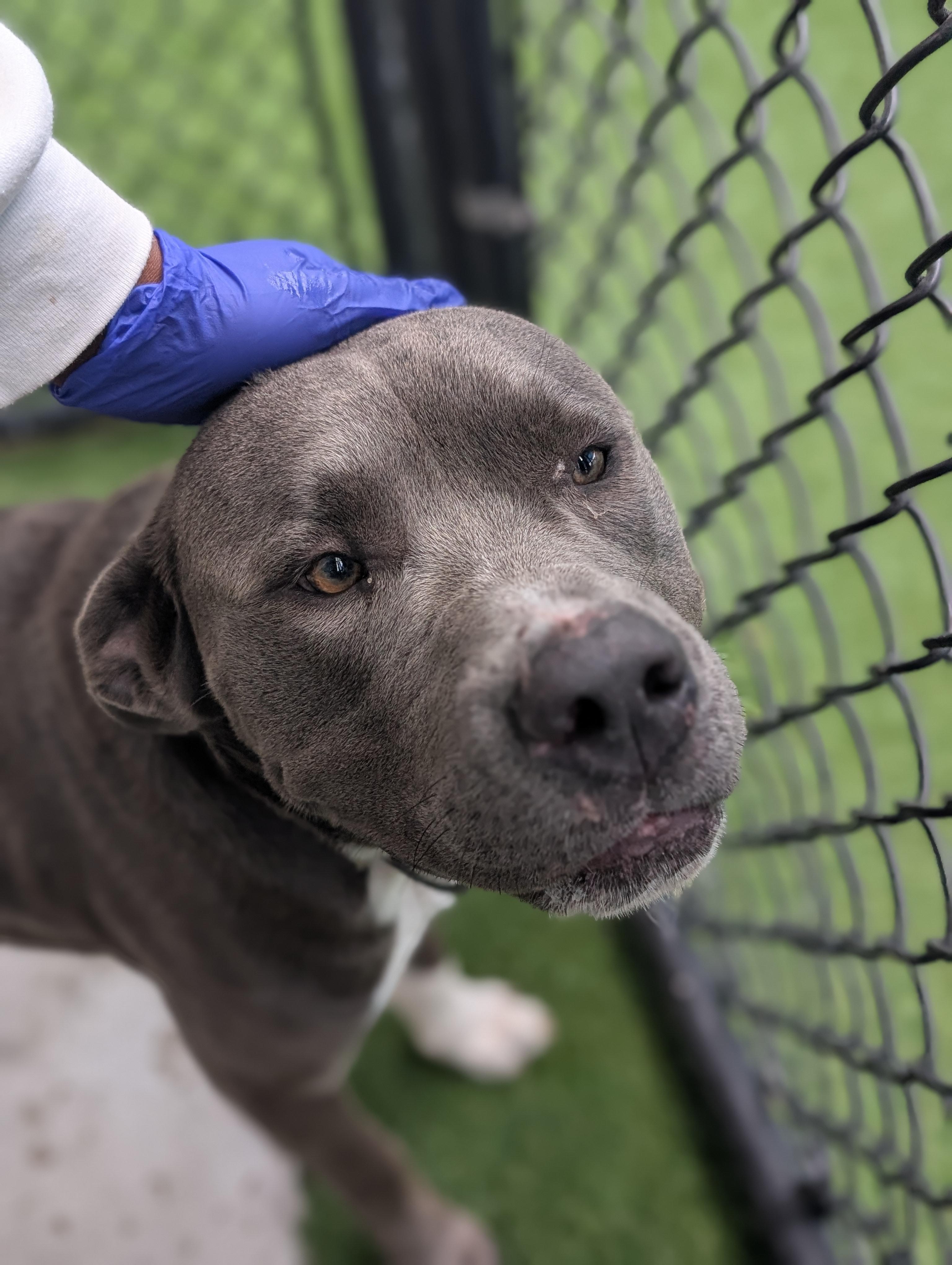 Enlarge Blue **Courtesy Post. Out of town pet. See below for details**, a Adoptable Pit Bull Terrier in Eagle, ID image 2/4