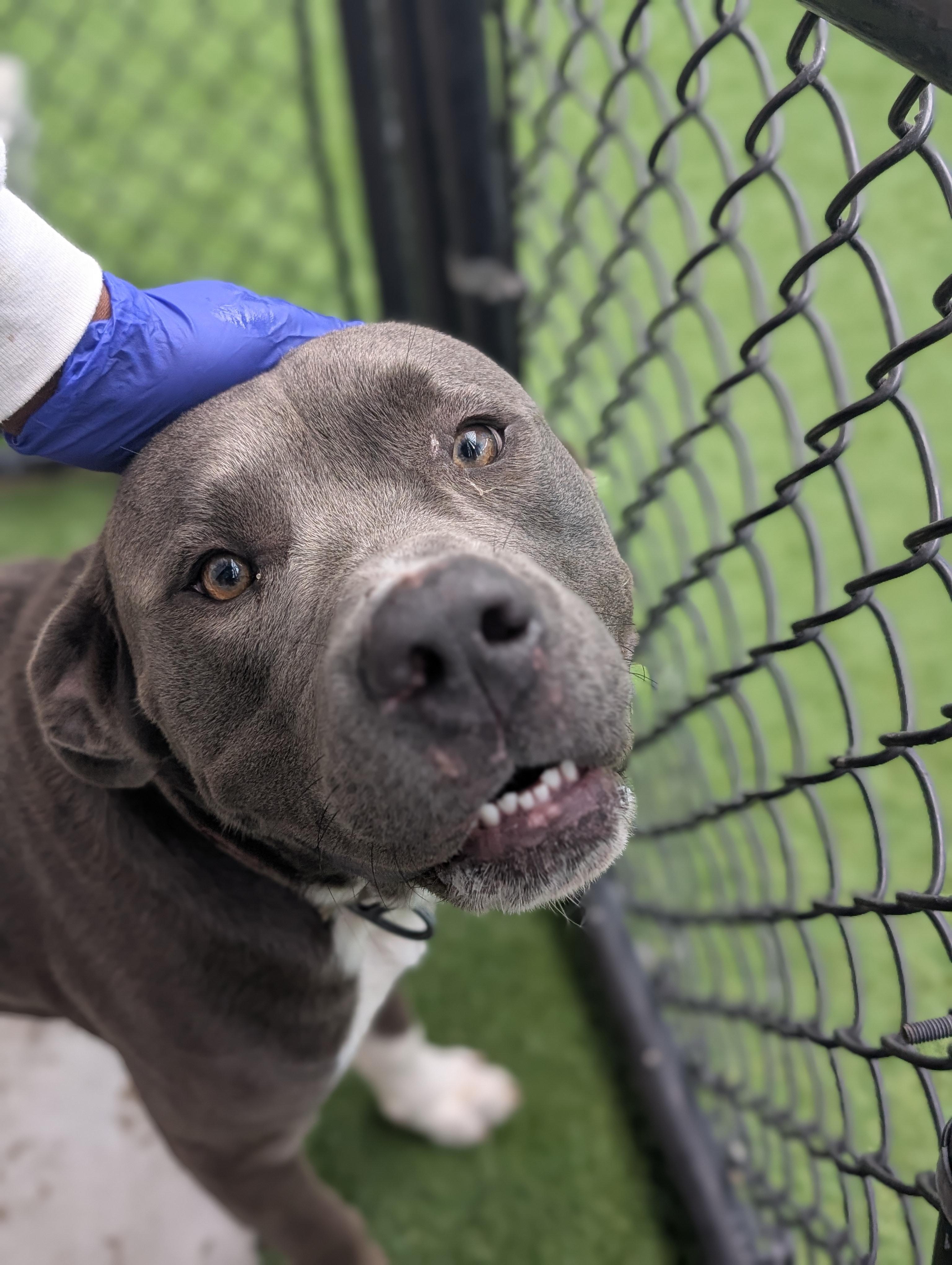 Enlarge Blue **Courtesy Post. Out of town pet. See below for details**, a Adoptable Pit Bull Terrier in Eagle, ID image 3/4