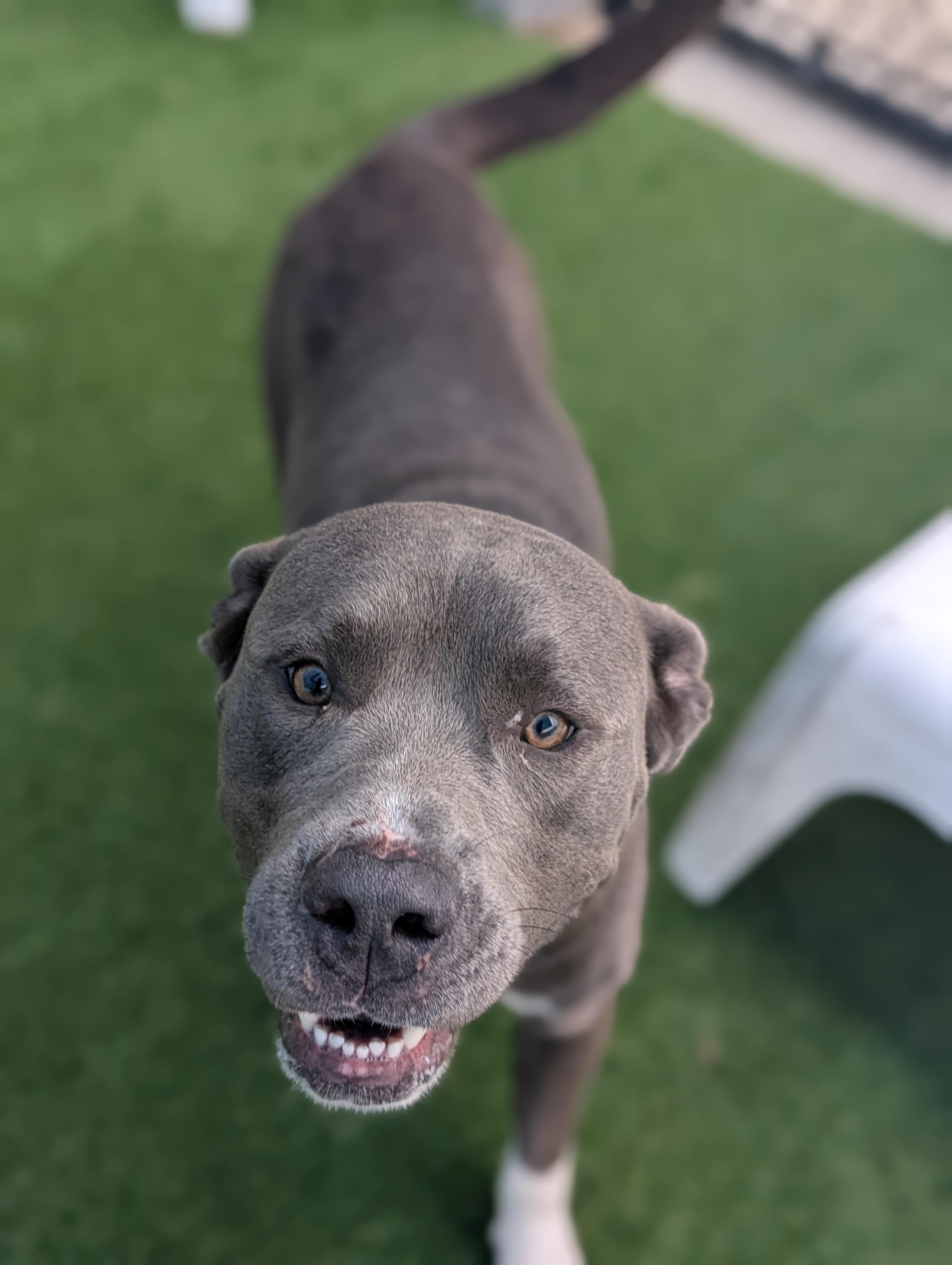 Enlarge Blue **Courtesy Post. Out of town pet. See below for details**, a Adoptable Pit Bull Terrier in Eagle, ID image 4/4