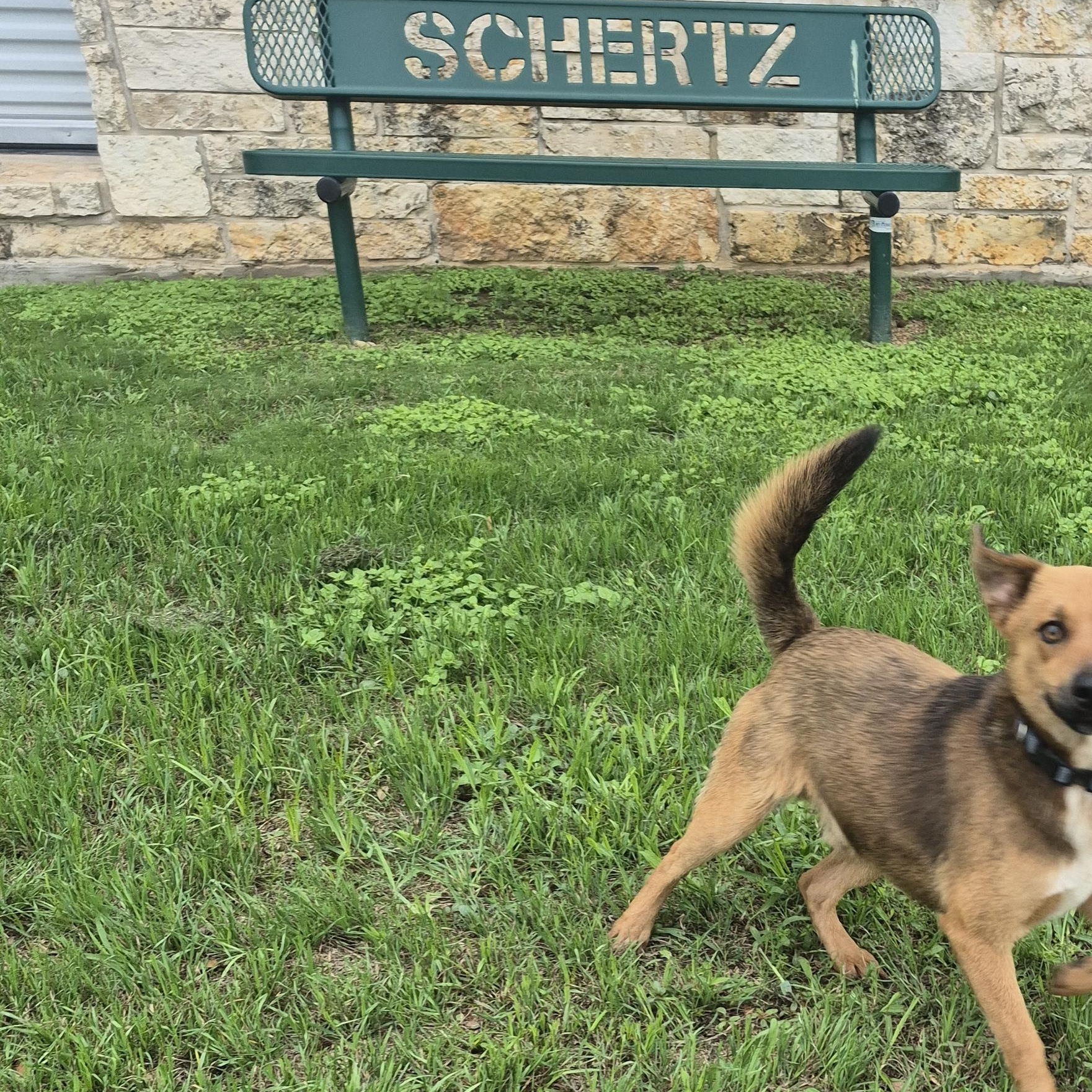 Enlarge Tango, a ADOPTABLE mixed breed in Schertz, TX image 2/4