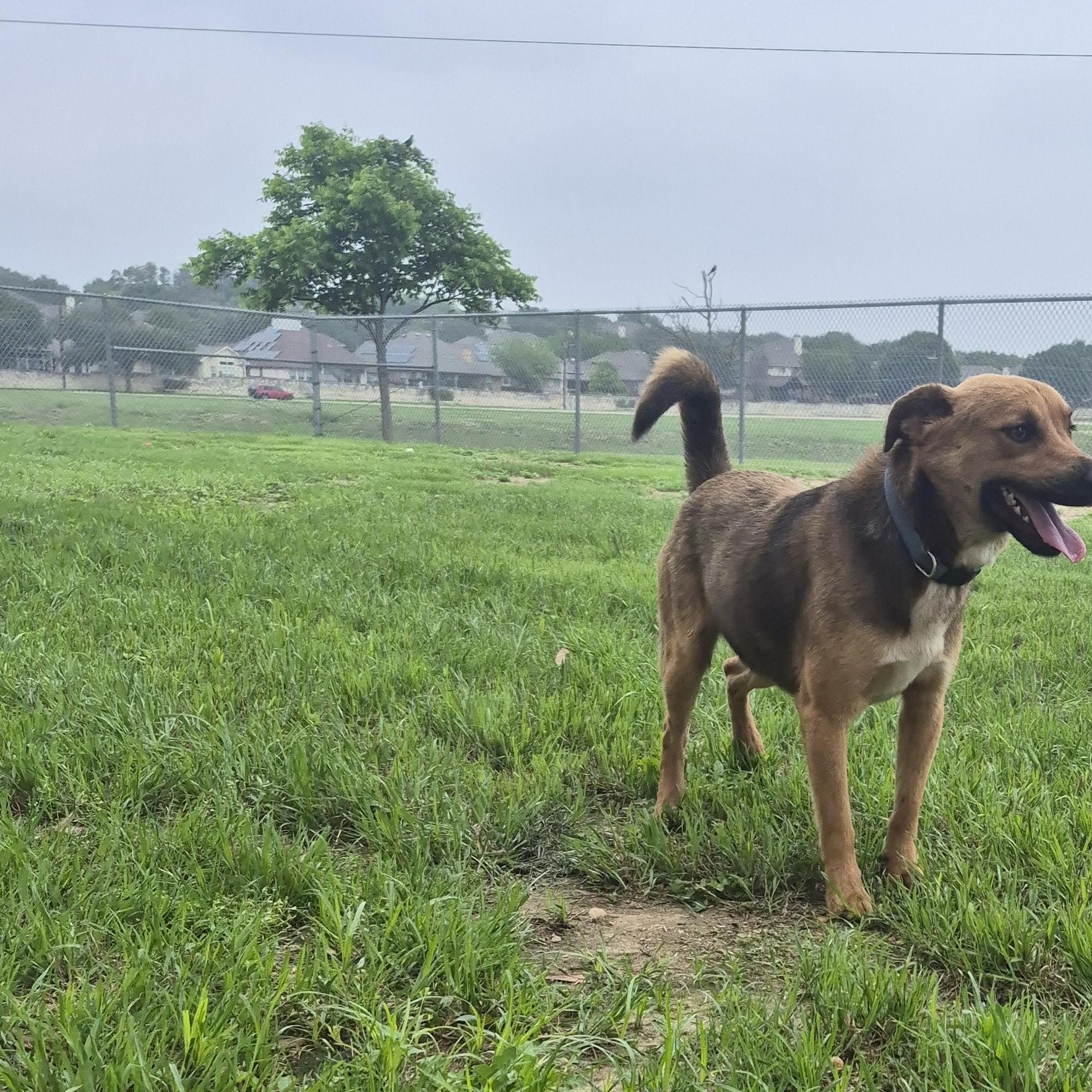 Enlarge Tango, a ADOPTABLE mixed breed in Schertz, TX image 3/4