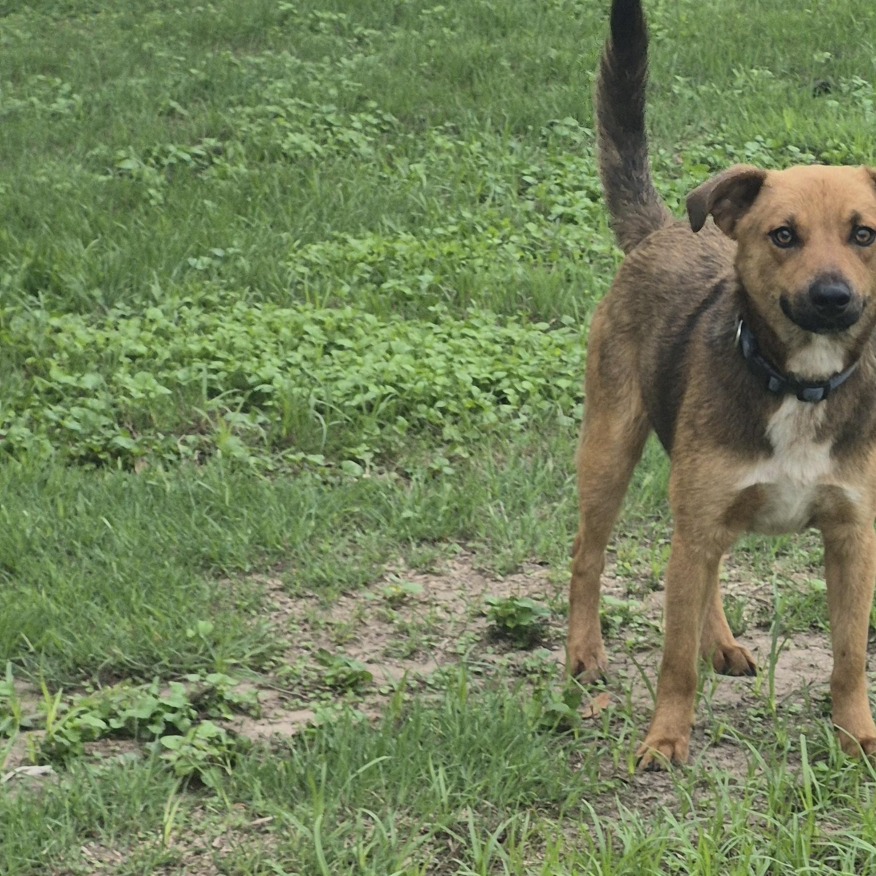 Enlarge Tango, a ADOPTABLE mixed breed in Schertz, TX image 4/4
