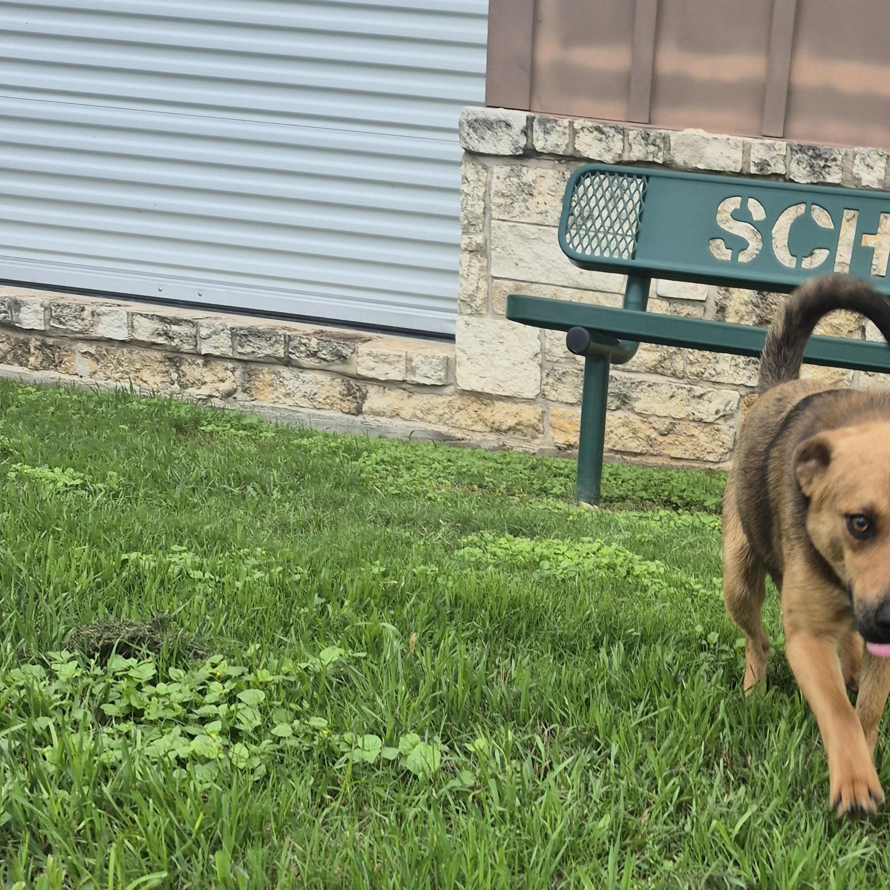 Tango, ADOPTABLE, Young Male Shepherd & Dachshund.