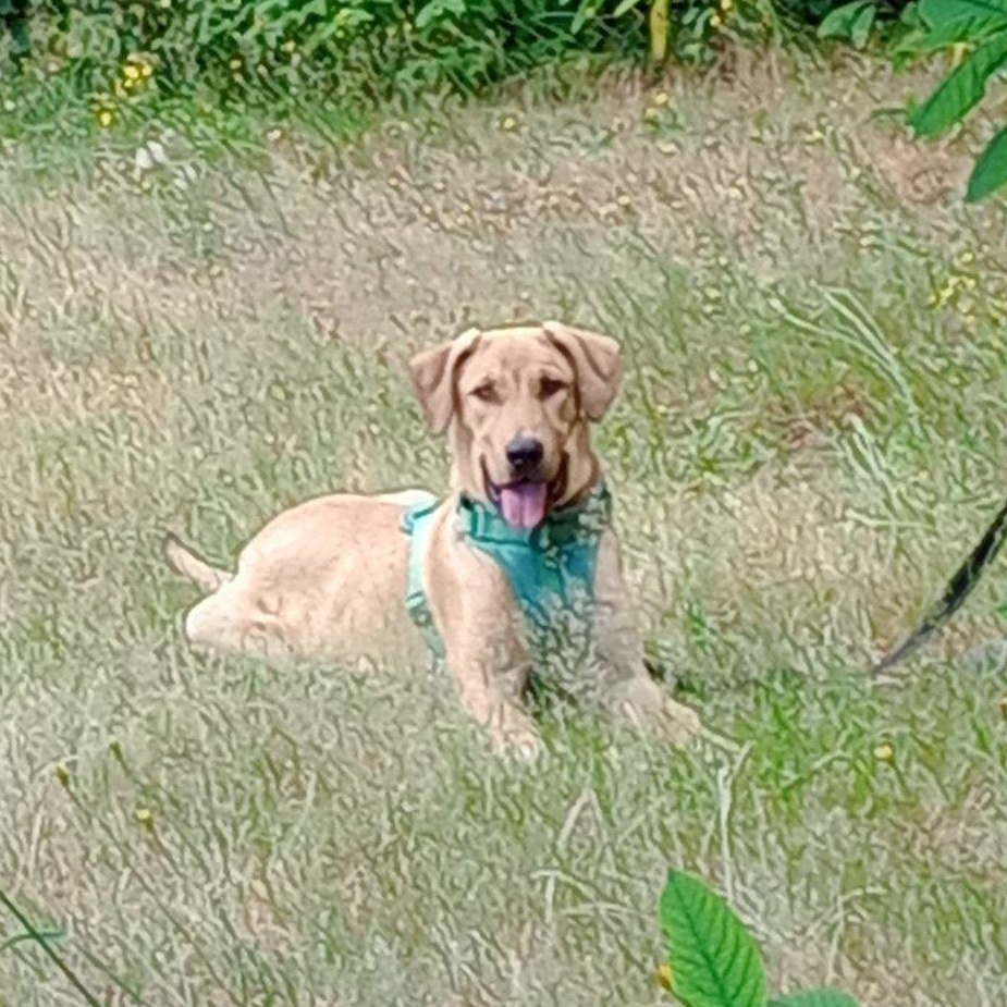 Enlarge Harrison, a Adopted mixed breed in Rochester, WA image 3/5