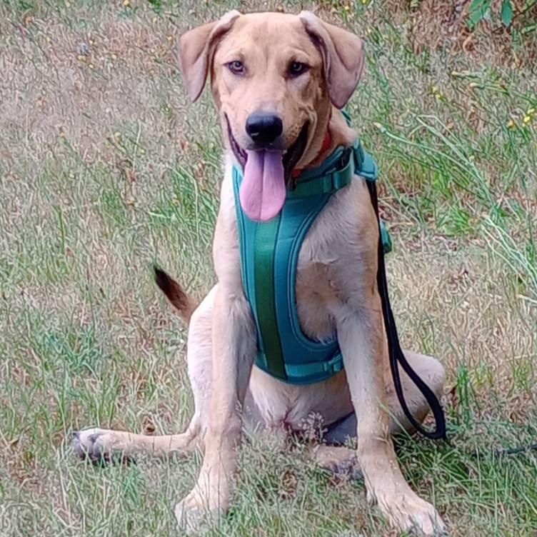 Harrison, Adopted, Young Male German Shepherd Dog.