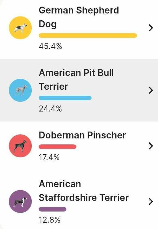 Enlarge Harrison, a Adopted mixed breed in Rochester, WA image 4/5
