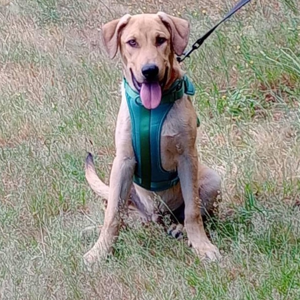 Enlarge Harrison, a Adopted mixed breed in Rochester, WA image 5/5