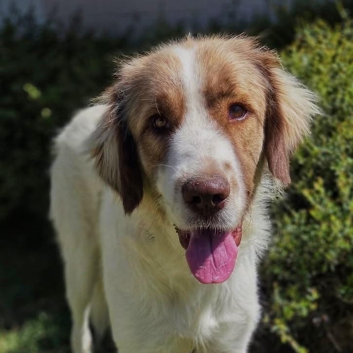 Nina, Adopted, Adult Female Great Pyrenees.