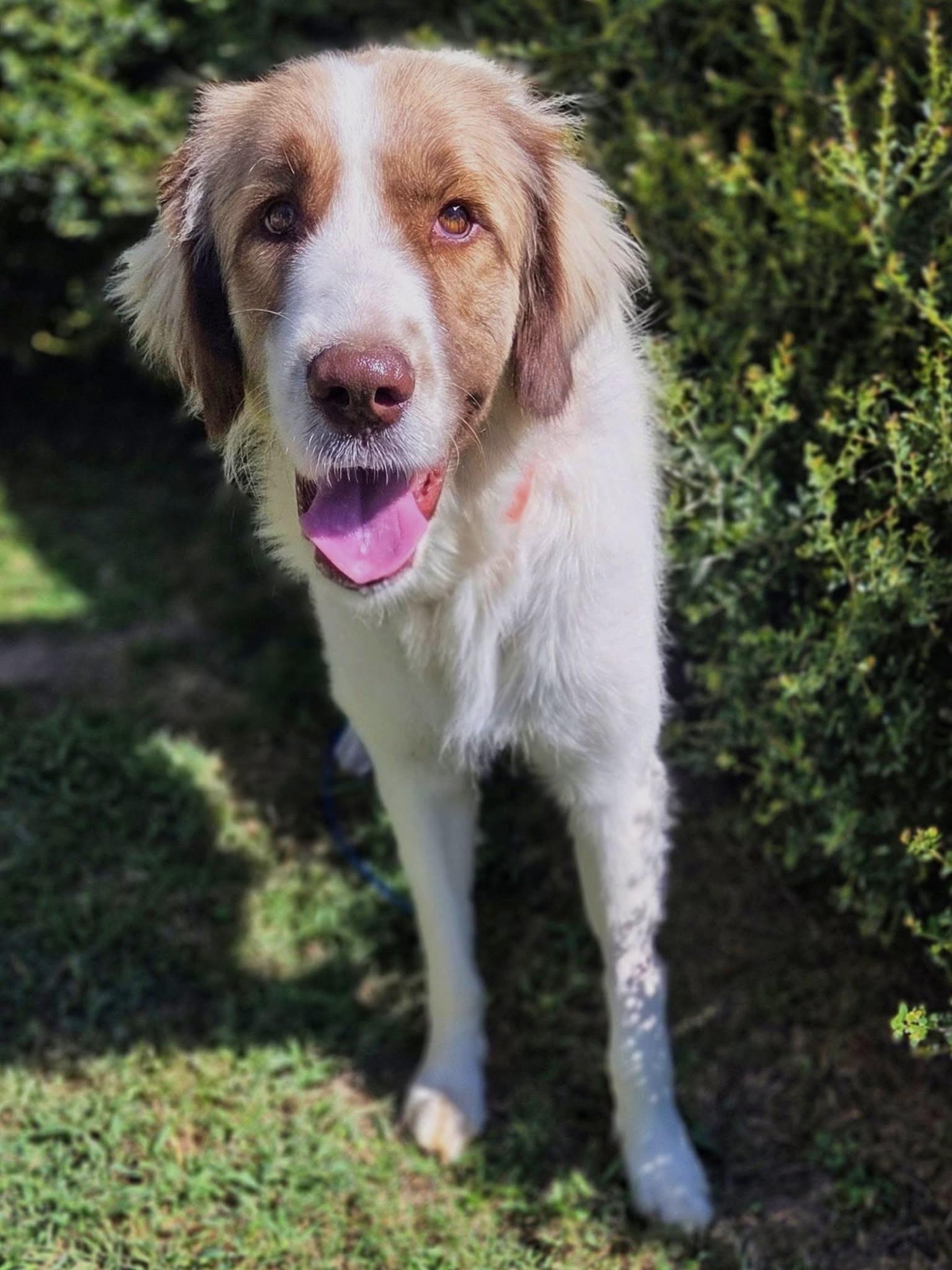 Enlarge Nina, a Adopted mixed breed in Mendham, NJ image 3/3