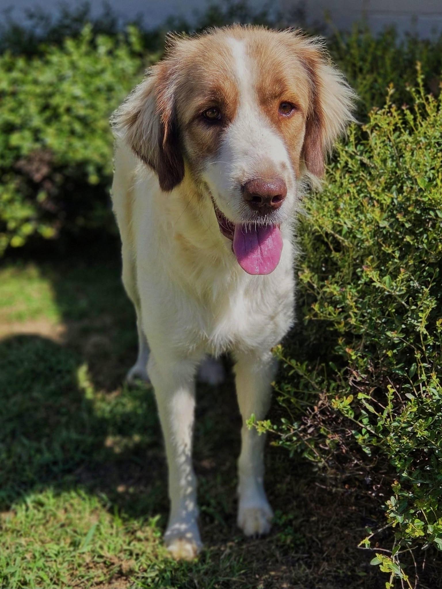 Enlarge Nina, a Adopted mixed breed in Mendham, NJ image 2/3