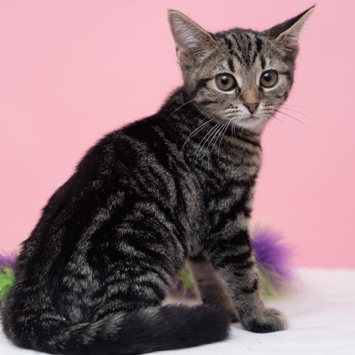 Enlarge Blair COMPLETE HEARTTHROB, a Adoptable mixed breed in Bethel, CT image 3/3