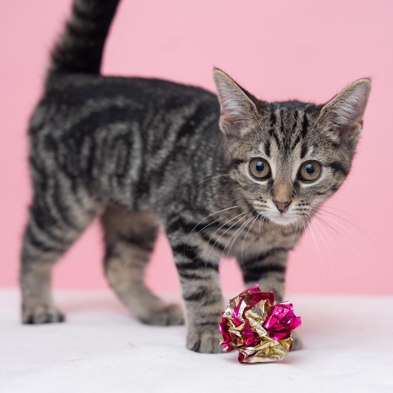 Blair COMPLETE HEARTTHROB, Adoptable, Kitten Female Tabby & Tiger.