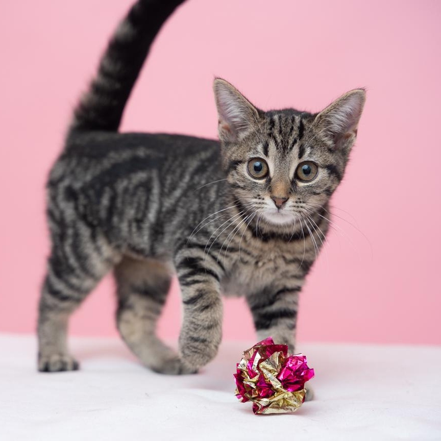 Enlarge Blair COMPLETE HEARTTHROB, a Adoptable mixed breed in Bethel, CT image 2/3