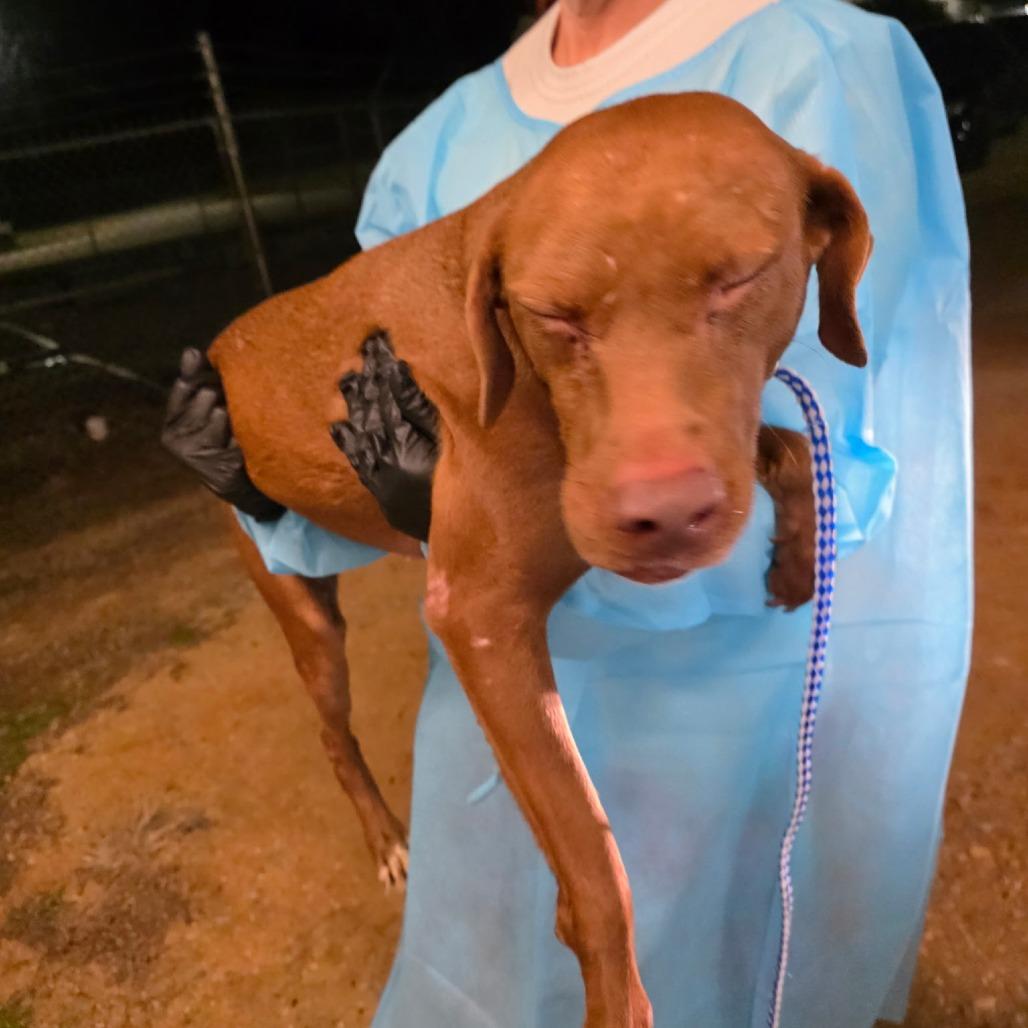 Patty 2465, Adoptable, Adult Female Labrador Retriever & None.