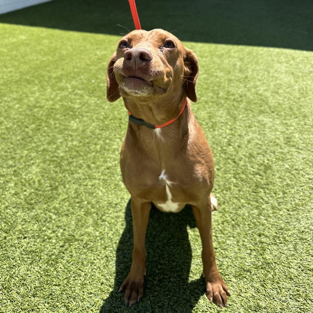 Enlarge Patty 2465, a Adoptable Labrador Retriever in LOXAHATCHEE, FL image 2/4