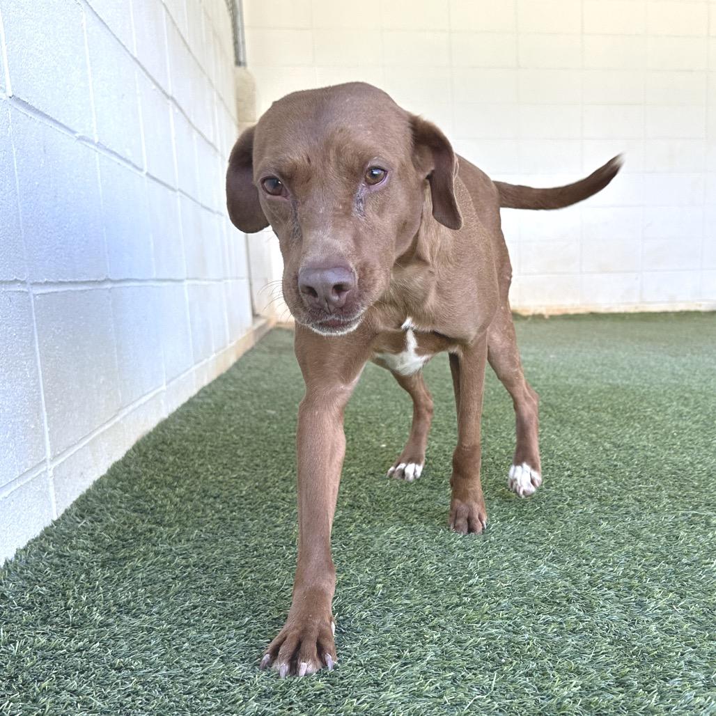 Enlarge Patty 2465, a Adoptable Labrador Retriever in LOXAHATCHEE, FL image 3/4