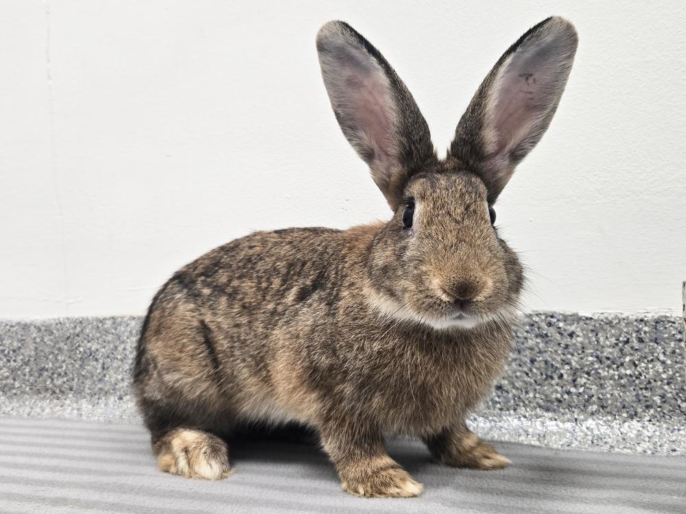 Big Red, Adoptable, Young Female Bunny Rabbit.