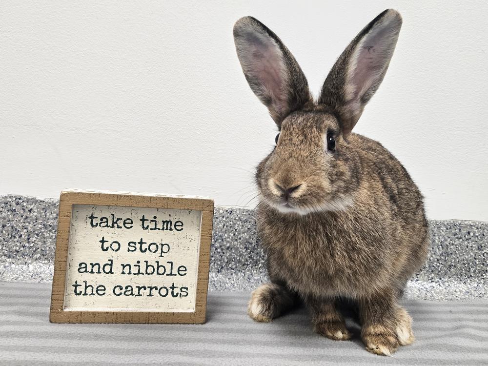 Enlarge Big Red, a Adoptable Bunny Rabbit in Westford, MA image 2/6