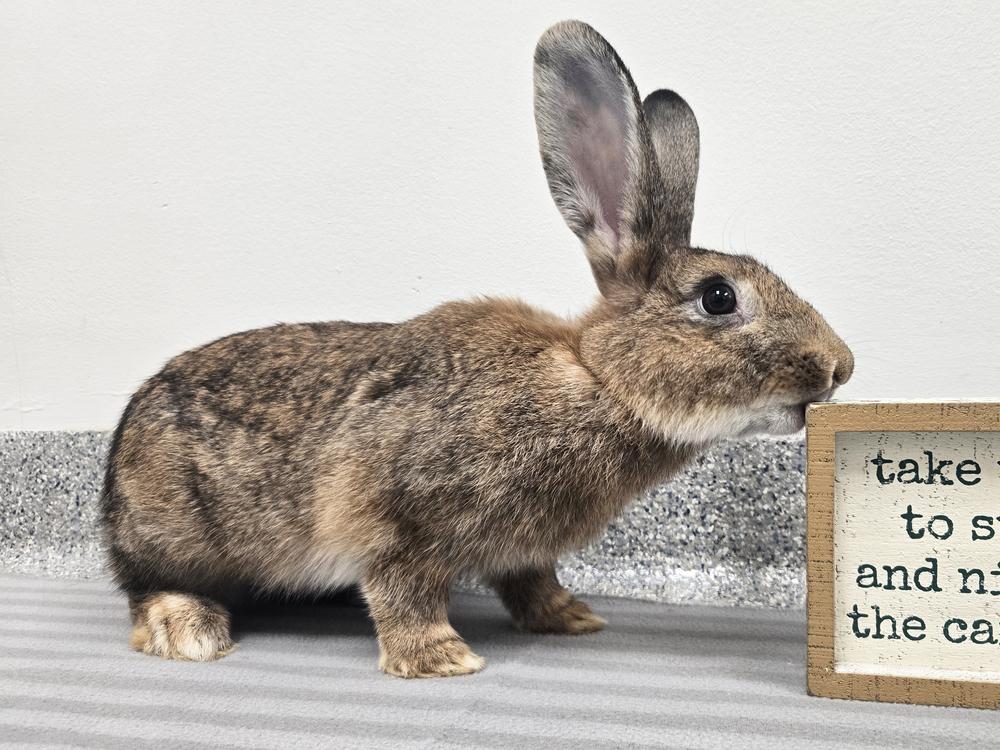 Enlarge Big Red, a Adoptable Bunny Rabbit in Westford, MA image 3/6
