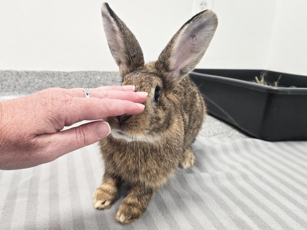 Enlarge Big Red, a Adoptable Bunny Rabbit in Westford, MA image 4/6