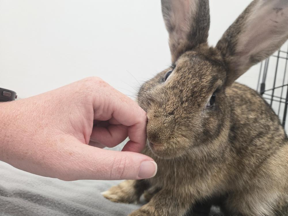 Enlarge Big Red, a Adoptable Bunny Rabbit in Westford, MA image 5/6