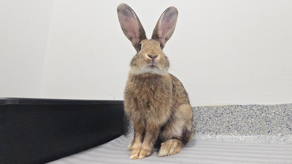 Enlarge Big Red, a Adoptable Bunny Rabbit in Westford, MA image 6/6