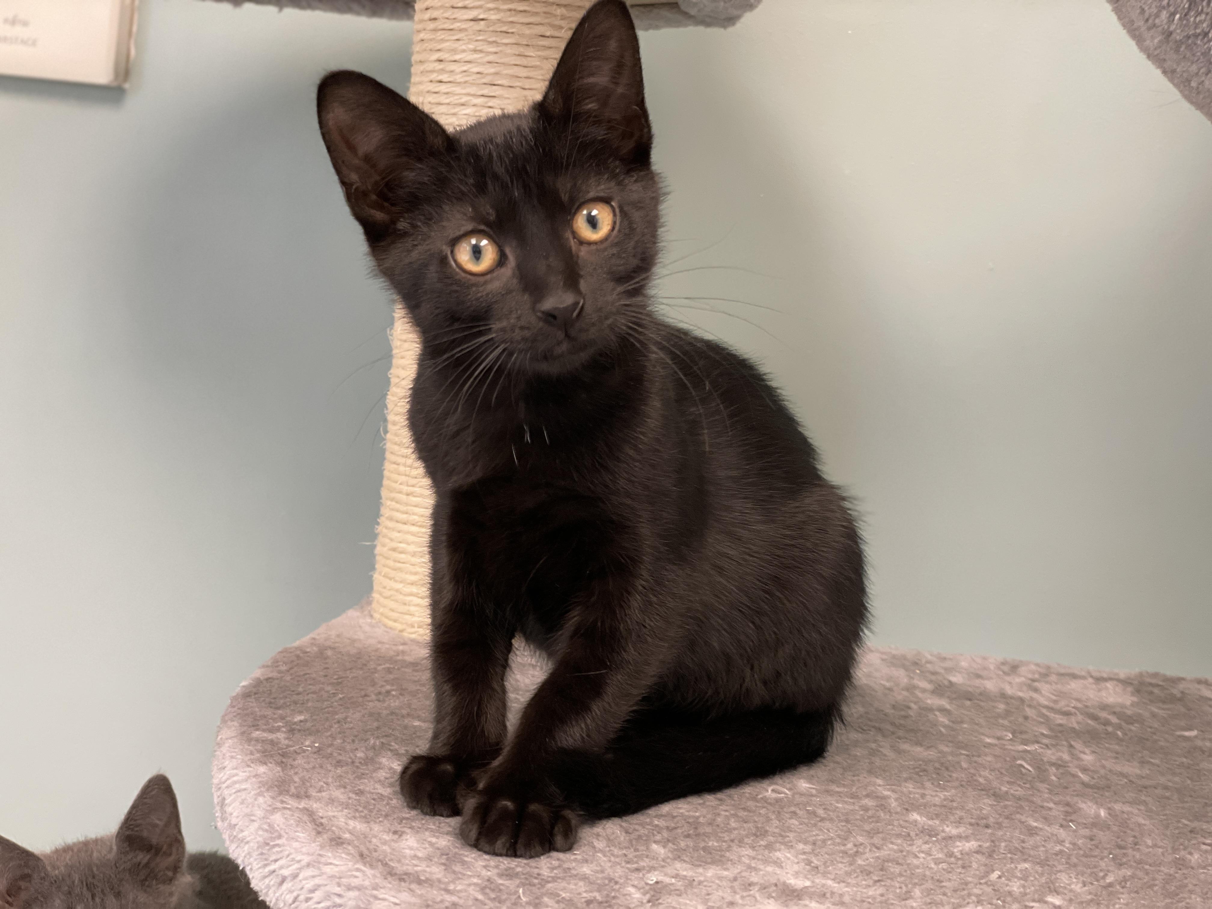 JiJI, Adoptable, Kitten Male Domestic Short Hair.