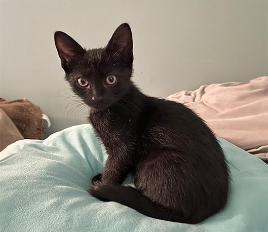 JiJI, a Adoptable Domestic Short Hair in Charles Town, WV image 5/5