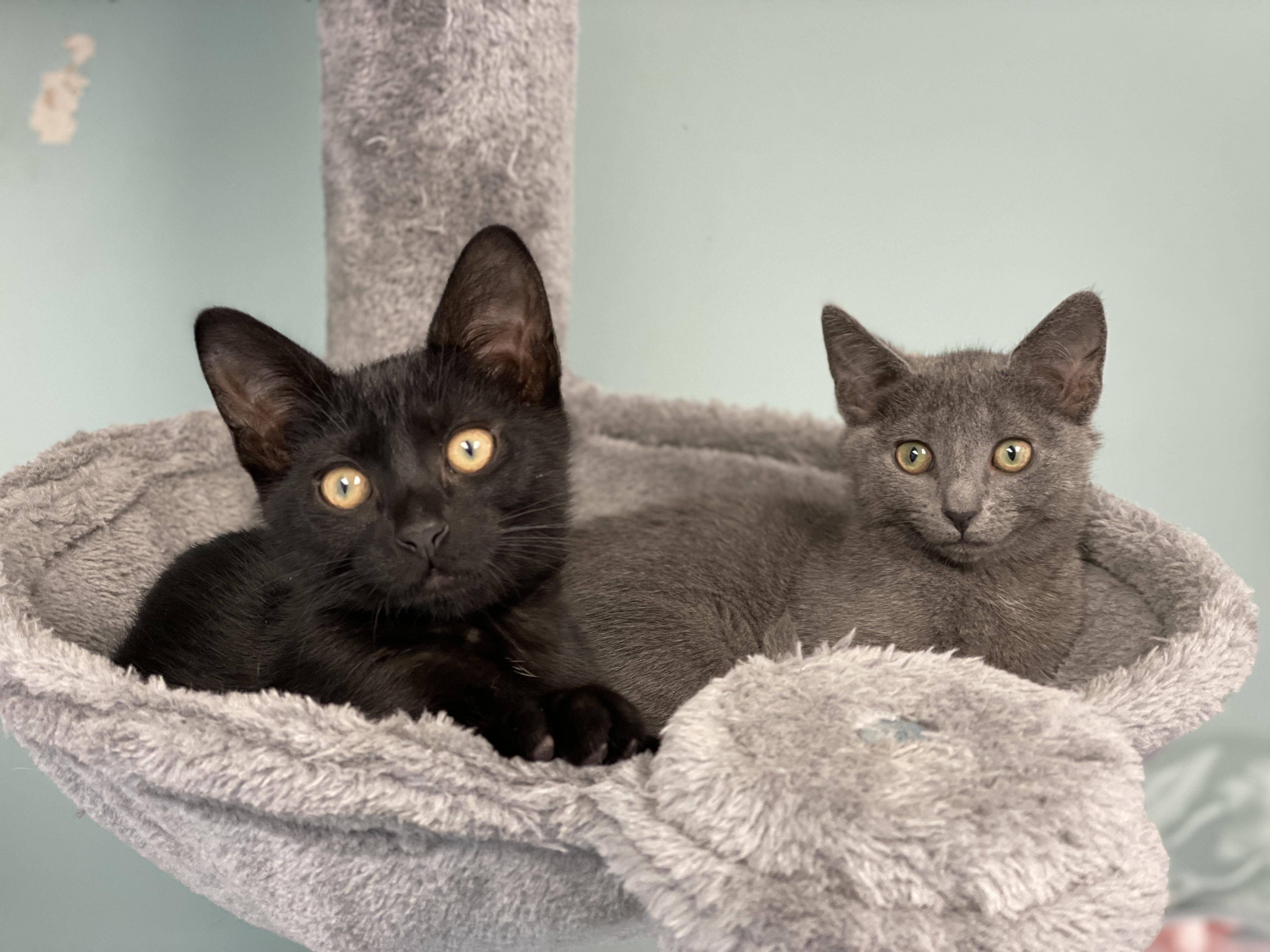 JiJI, a Adoptable Domestic Short Hair in Charles Town, WV image 2/5