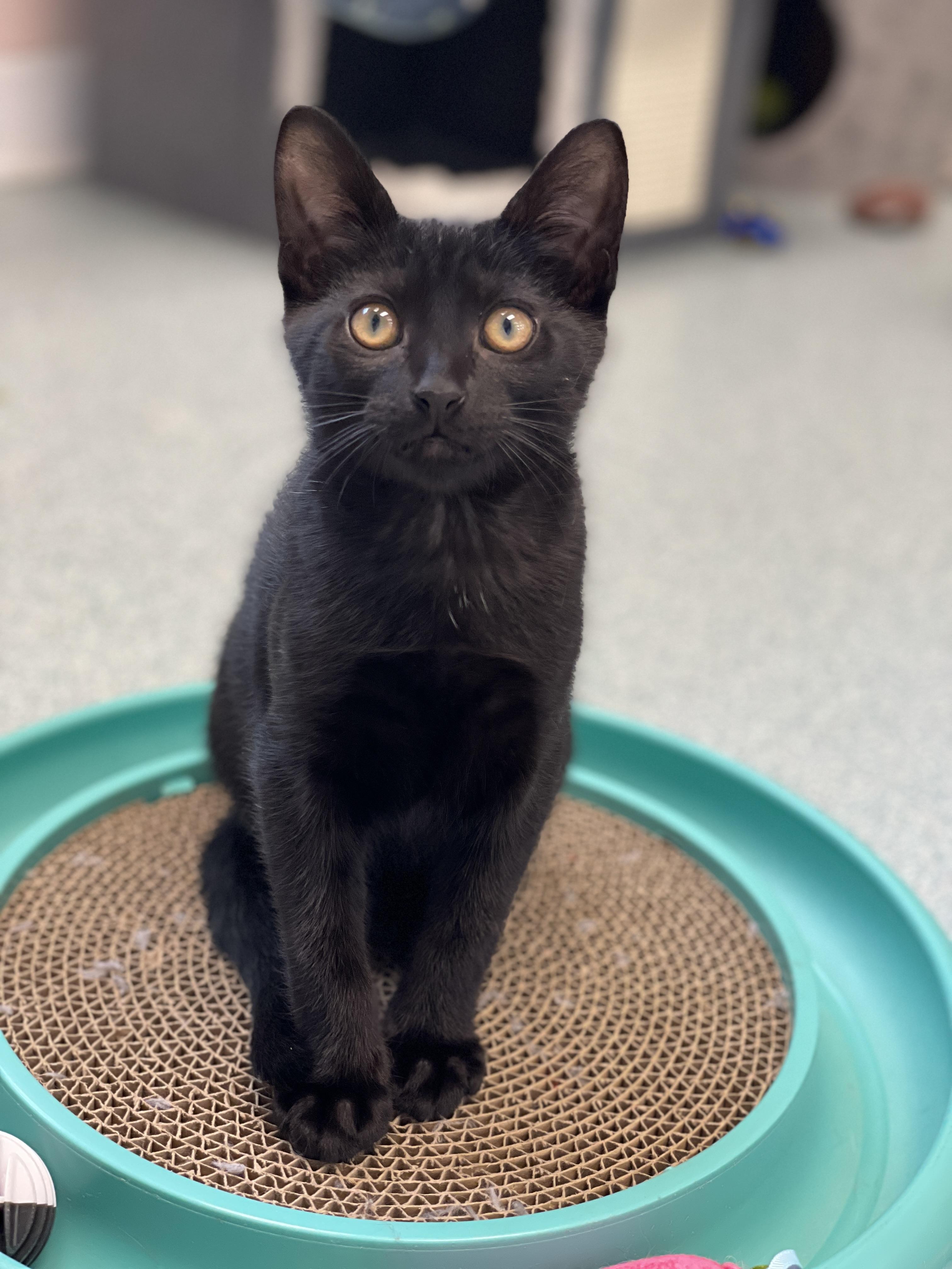JiJI, a Adoptable Domestic Short Hair in Charles Town, WV image 3/5