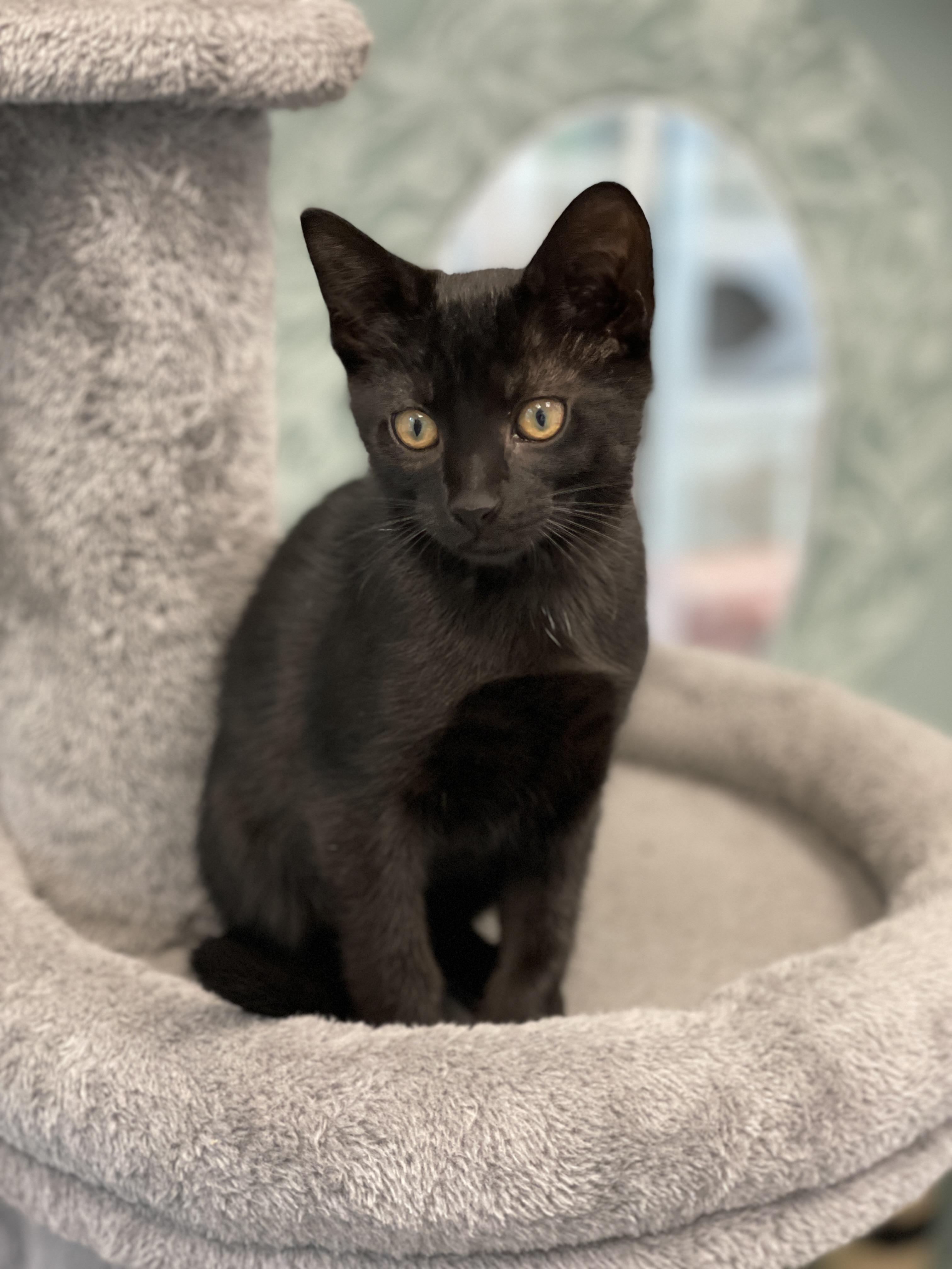 JiJI, a Adoptable Domestic Short Hair in Charles Town, WV image 4/5