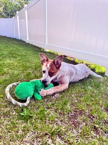 Rockwell, a ADOPTABLE Australian Cattle Dog / Blue Heeler in Bedford Hills, NY image 2/3