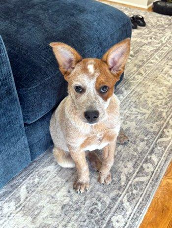 Rockwell, a ADOPTABLE Australian Cattle Dog / Blue Heeler in Bedford Hills, NY image 1/3