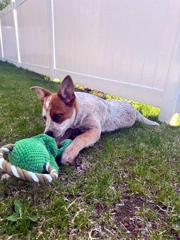 Rockwell, a ADOPTABLE Australian Cattle Dog / Blue Heeler in Bedford Hills, NY image 3/3