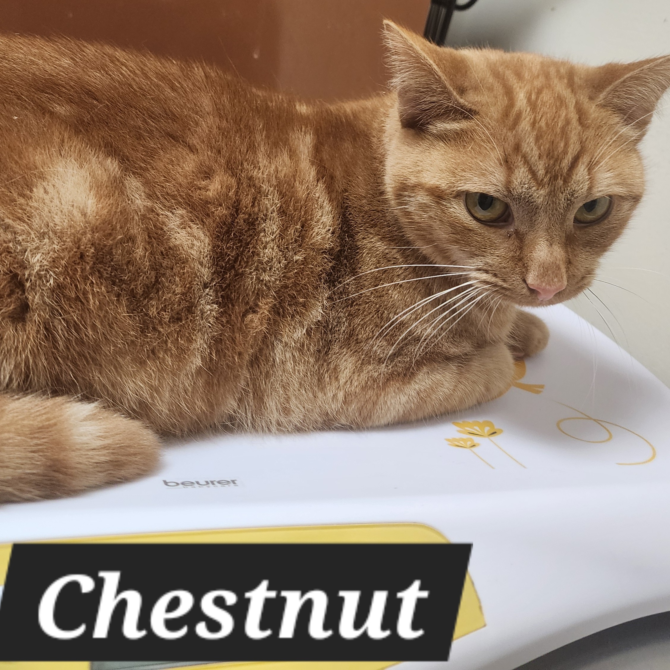 Cat for adoption Chestnut, a Domestic Short Hair in Snow Hill, NC
