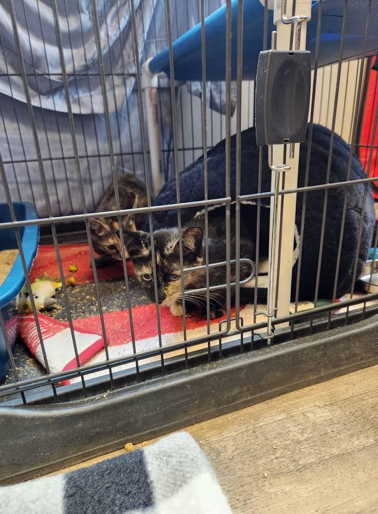 Joey, Adoptable, Young Male Domestic Medium Hair.