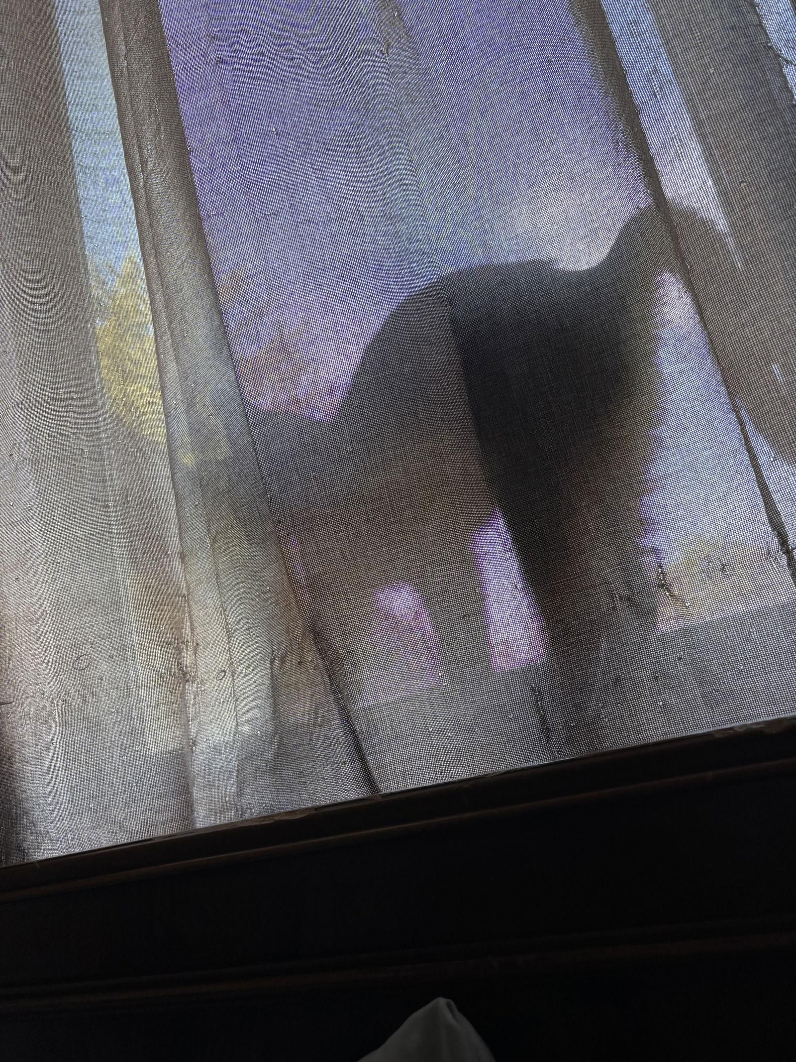 Joey, a Adoptable Domestic Medium Hair in Elk River, MN image 2/3