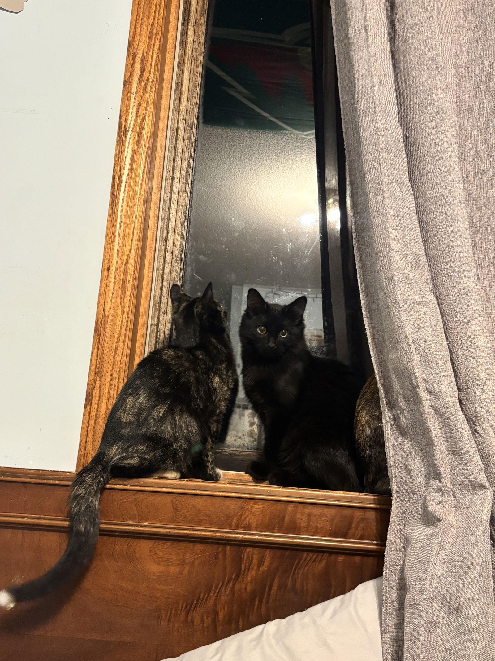 Joey, a Adoptable Domestic Medium Hair in Elk River, MN image 3/3