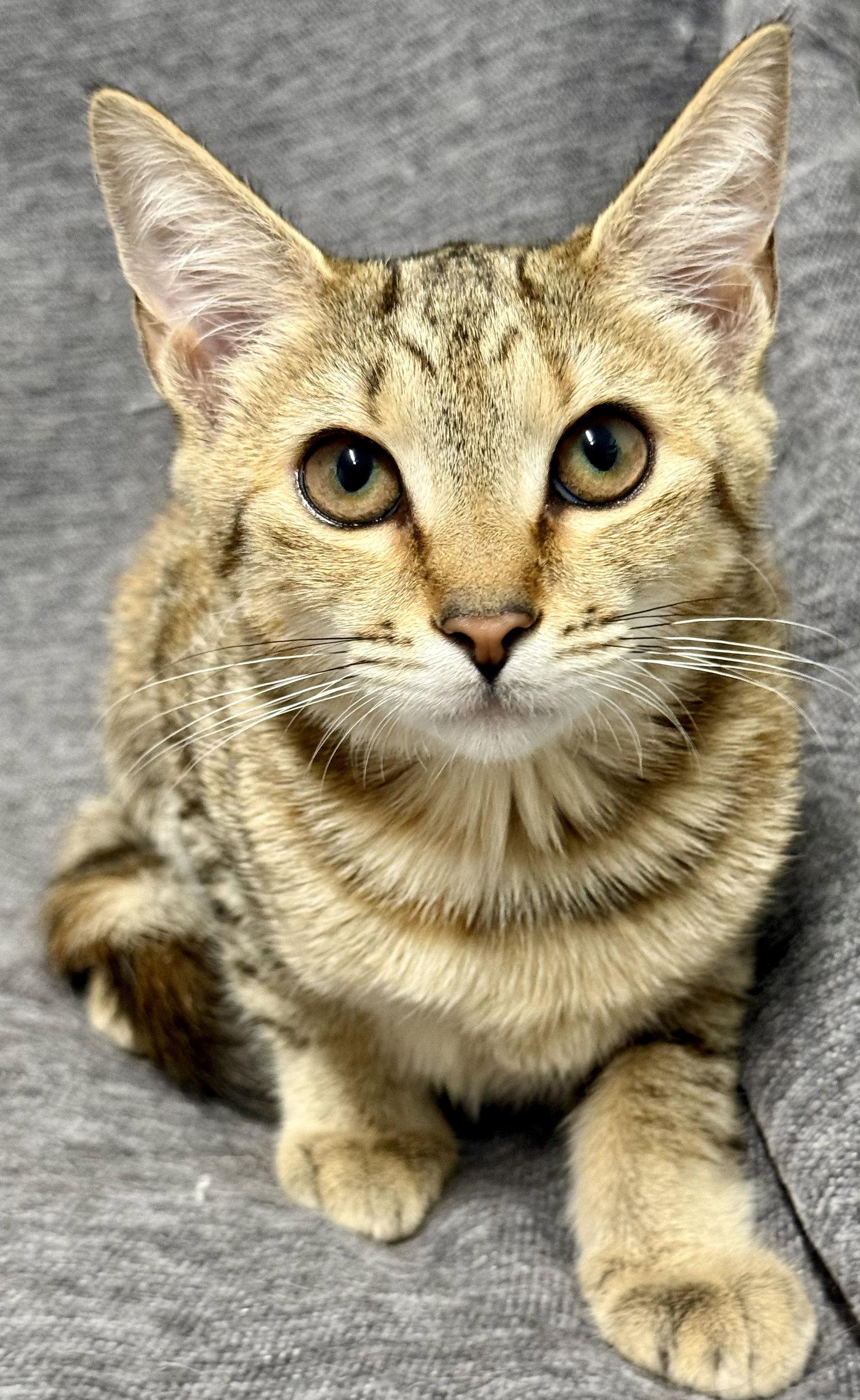 Enlarge Fauna, a Adopted American Shorthair in Bolivia, NC image 1/1