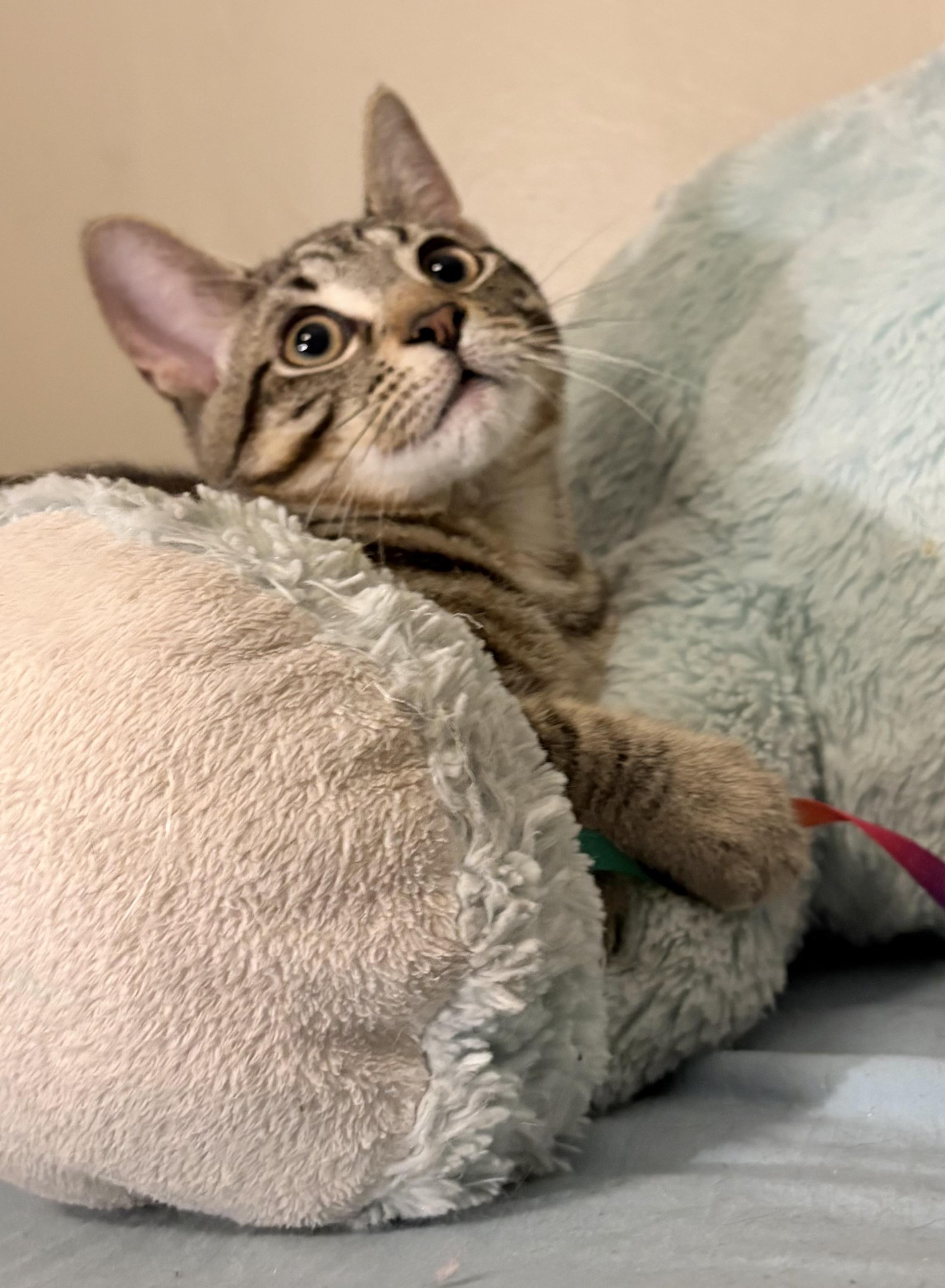 Enlarge Pinto-Must be adopted with a buddy cat, a Adoptable Domestic Short Hair in Toronto, ON image 2/4