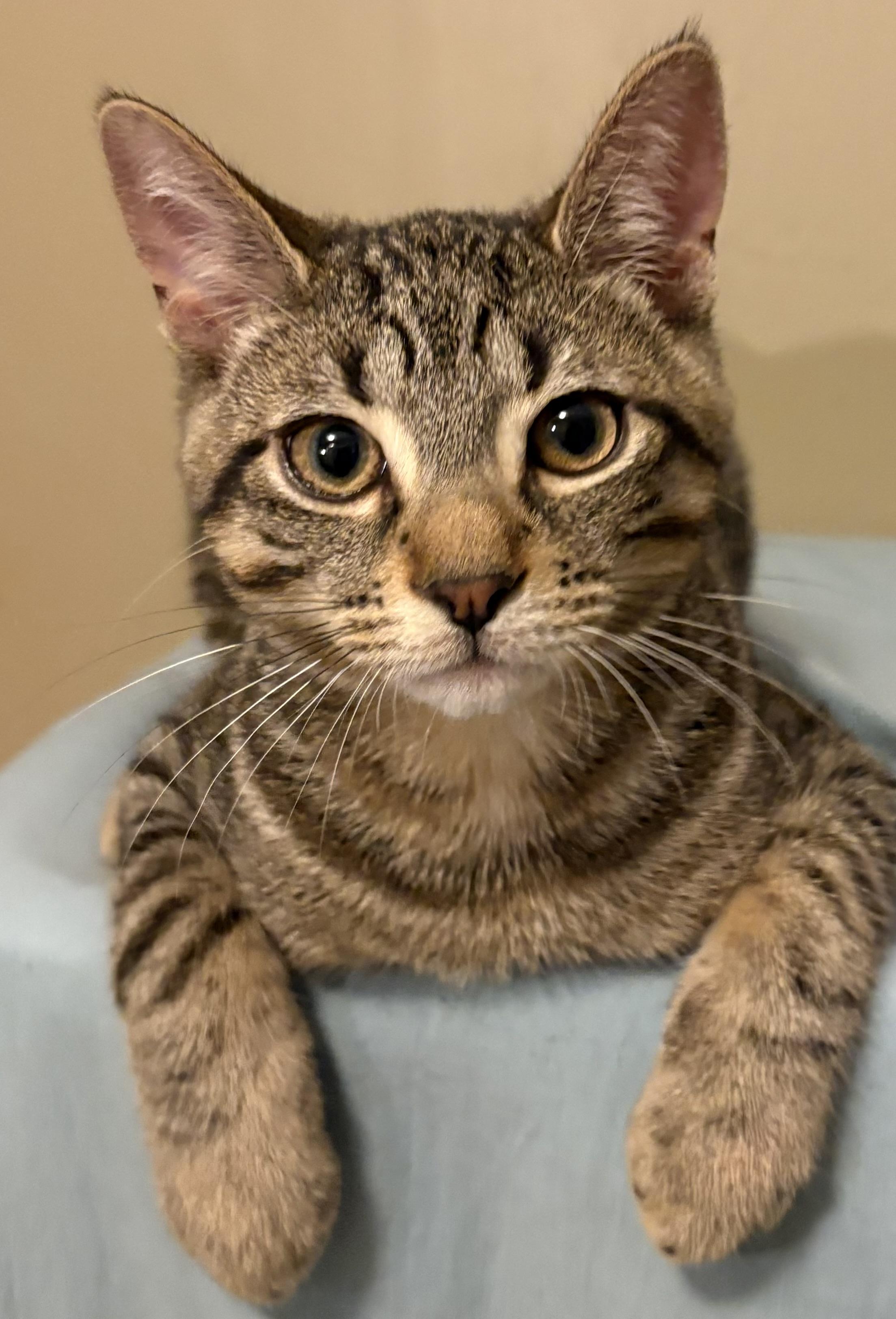 Enlarge Pinto-Must be adopted with a buddy cat, a Adoptable Domestic Short Hair in Toronto, ON image 3/4