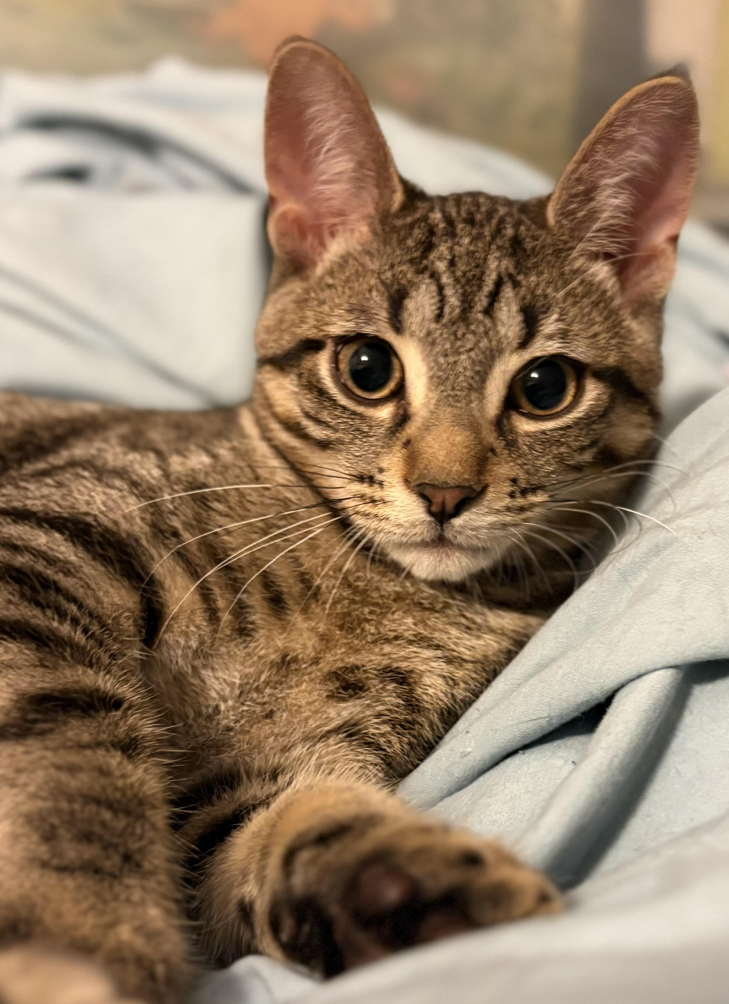 Enlarge Pinto-Must be adopted with a buddy cat, a Adoptable Domestic Short Hair in Toronto, ON image 1/4