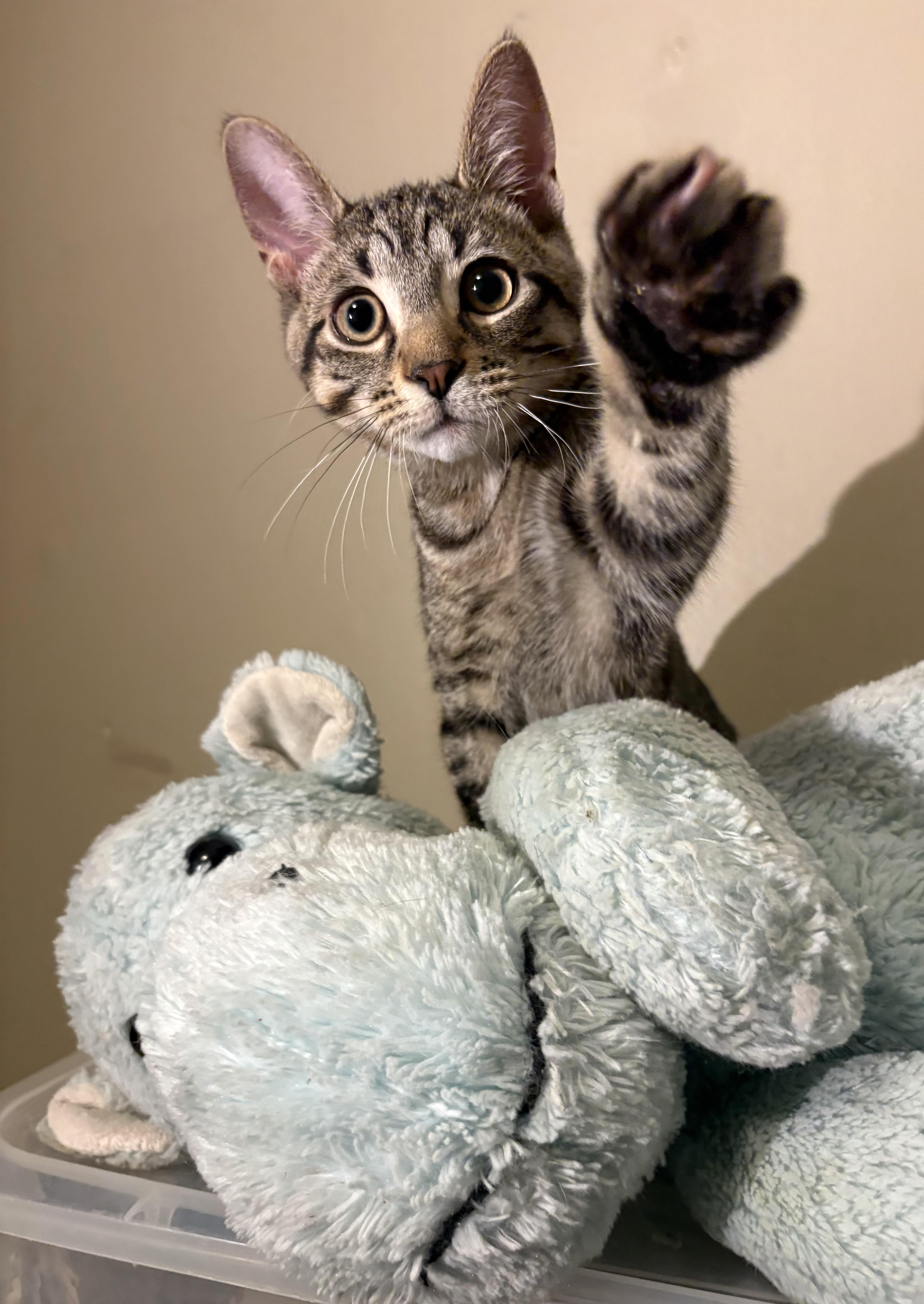 Enlarge Pinto-Must be adopted with a buddy cat, a Adoptable Domestic Short Hair in Toronto, ON image 4/4