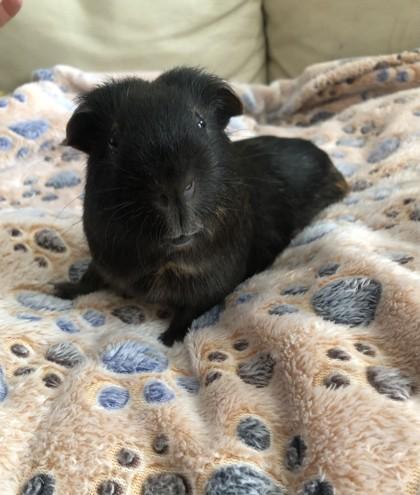 Skittles *Lives with Snickers*, Adoptable, Adult Male Guinea Pig & Guinea Pig.