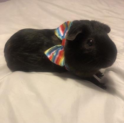 Enlarge Skittles *Lives with Snickers*, a Adoptable mixed breed in Madison, NJ image 3/3