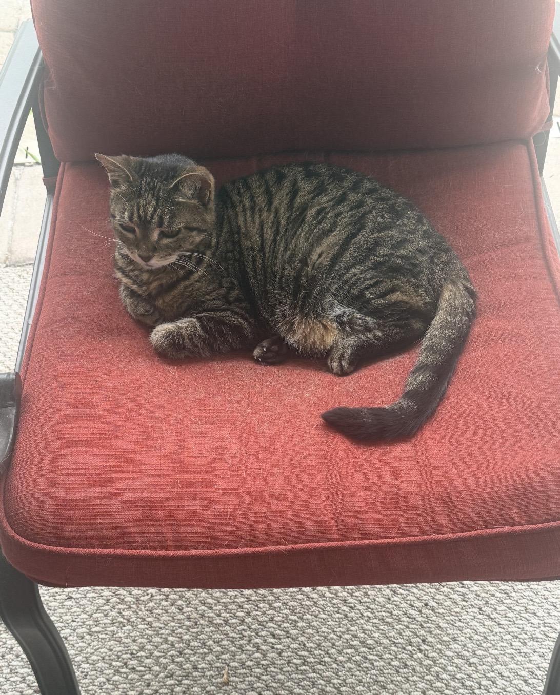 Sydney, ADOPTABLE, Senior Female Domestic Short Hair.
