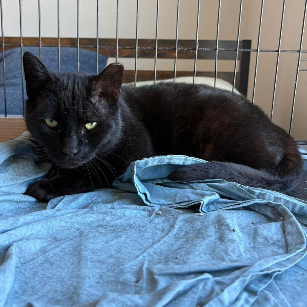 Martin (LT2), Adoptable, Young Male Domestic Short Hair.